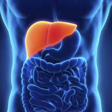 [Sigh Energy] Детоксикация и регенерация печени (2_0.png